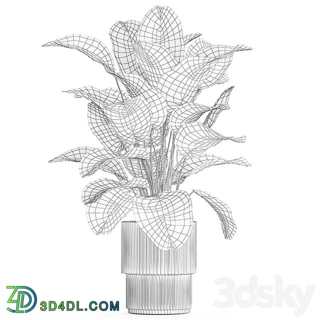 Beautiful exotic plant in a white flower pot Calathea lutea, Strelitzia bush. 1263