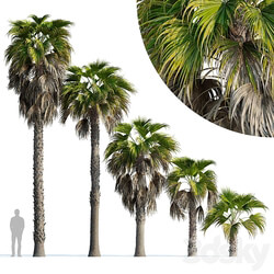 Washingtonia robusta palm (Washingtonia robusta palm) 