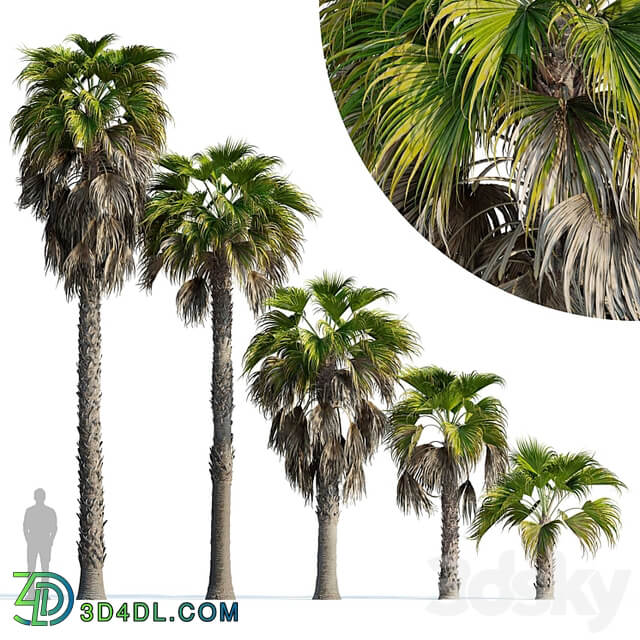 Washingtonia robusta palm (Washingtonia robusta palm)