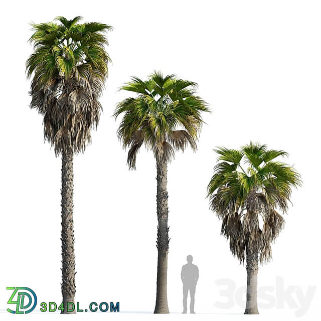 Washingtonia robusta palm (Washingtonia robusta palm)