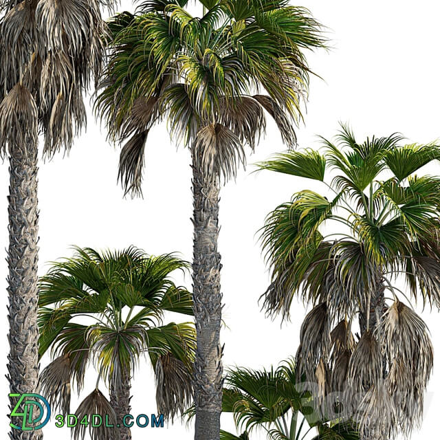 Washingtonia robusta palm (Washingtonia robusta palm)