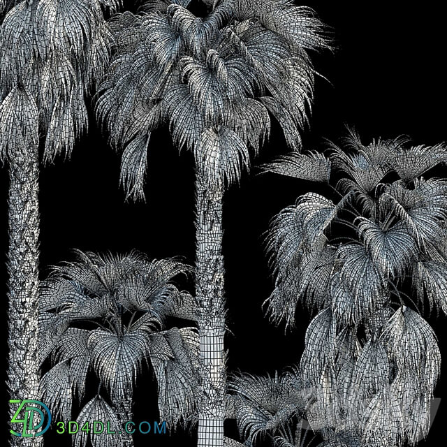 Washingtonia robusta palm (Washingtonia robusta palm)