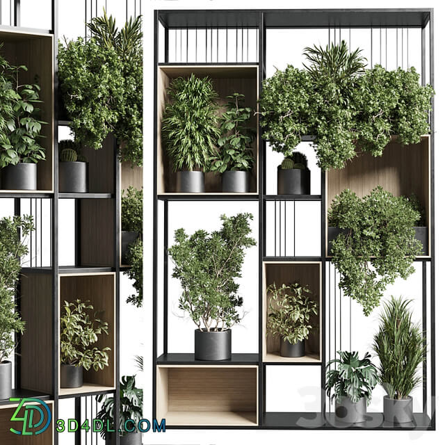 Standing metal shelf with a set 384 of plants in metal boxes corona