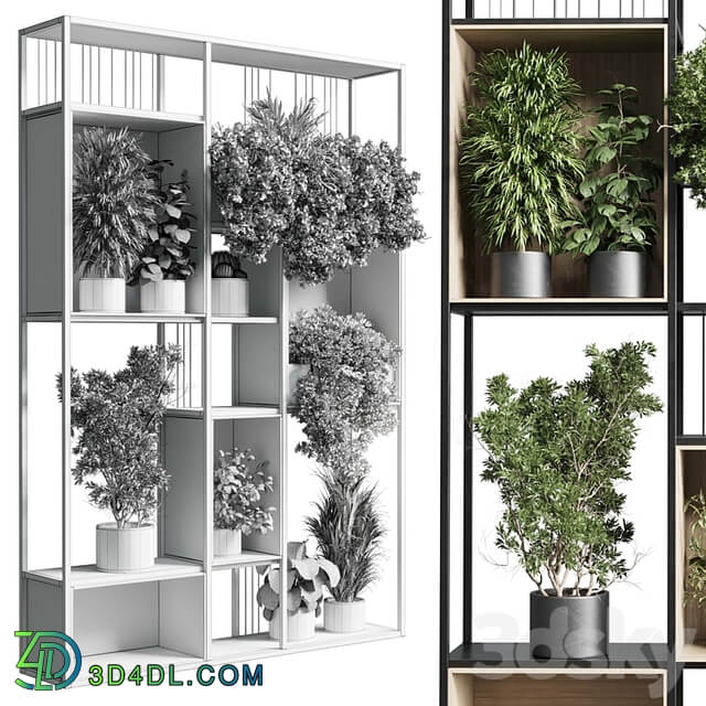 Standing metal shelf with a set 384 of plants in metal boxes corona