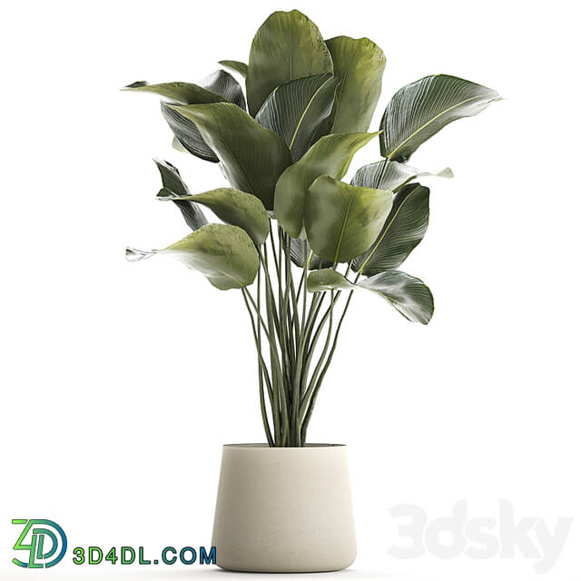 Beautiful exotic bush plant Calathea lutea in a pot. 1300