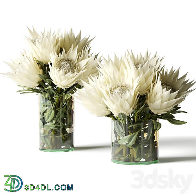 Flower Set white proteas