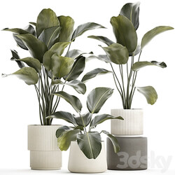 Exotic bush plants in a flower pot Calathea lutea, Strelitzia. set of plants 1317 