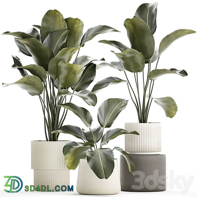 Exotic bush plants in a flower pot Calathea lutea, Strelitzia. set of plants 1317