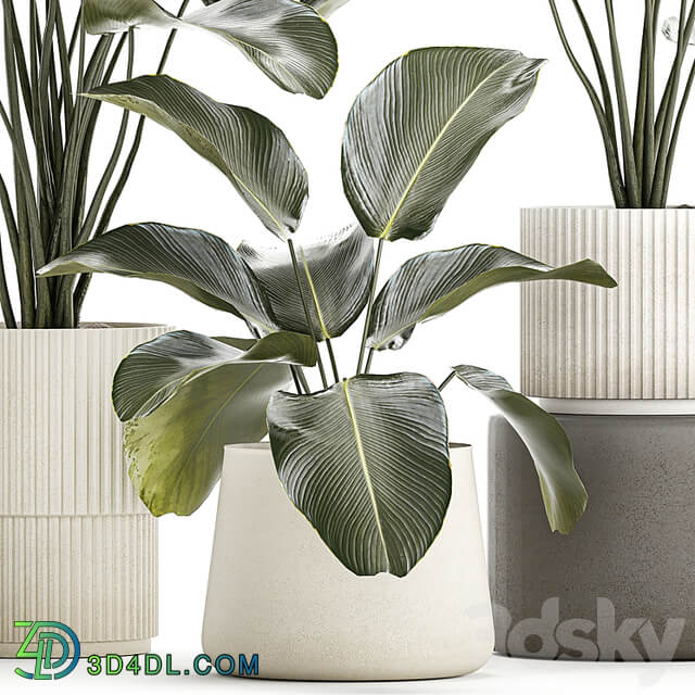 Exotic bush plants in a flower pot Calathea lutea, Strelitzia. set of plants 1317