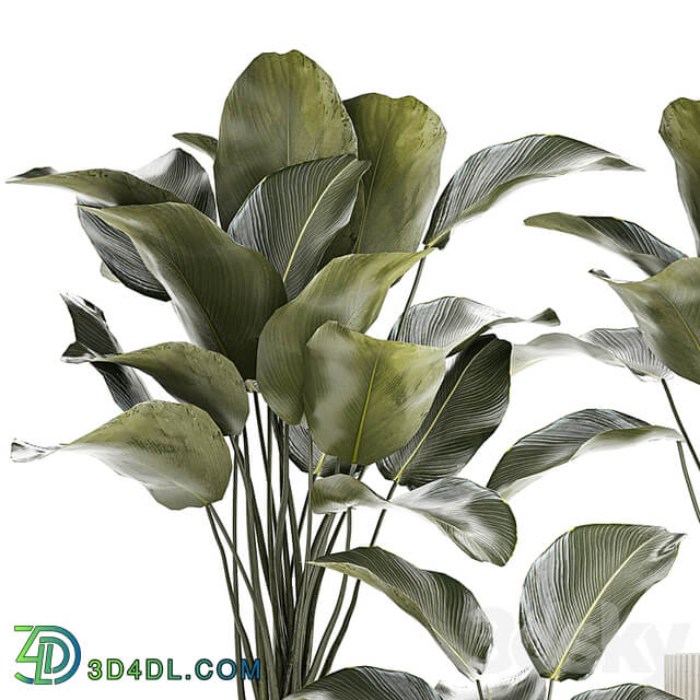 Exotic bush plants in a flower pot Calathea lutea, Strelitzia. set of plants 1317