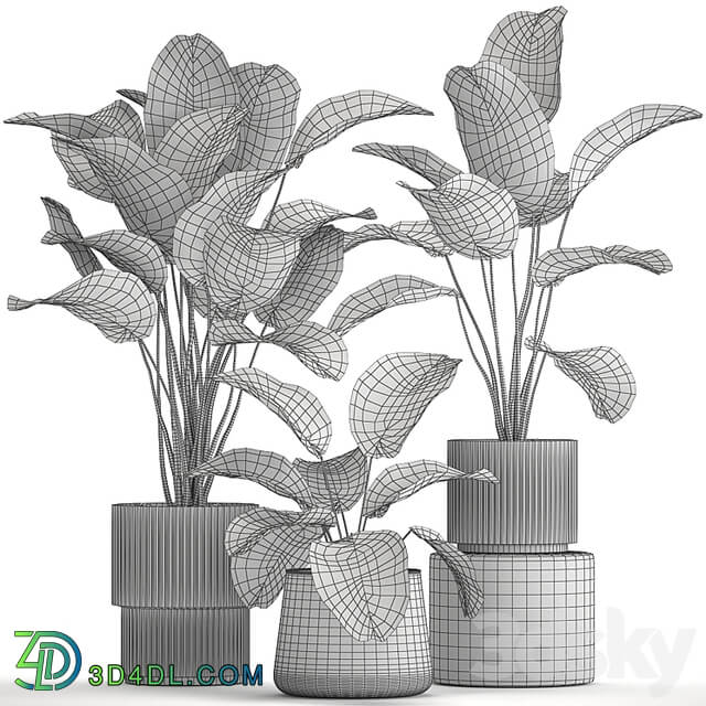 Exotic bush plants in a flower pot Calathea lutea, Strelitzia. set of plants 1317