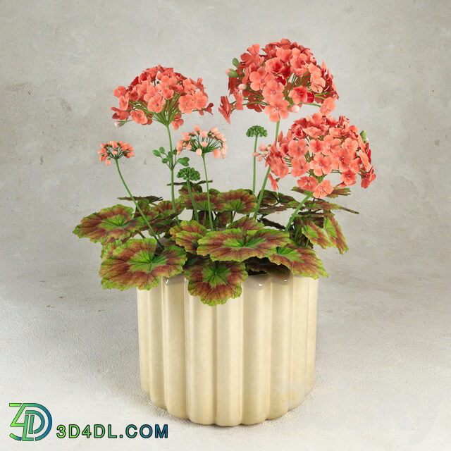 Geranium Pelargonium 3D Models