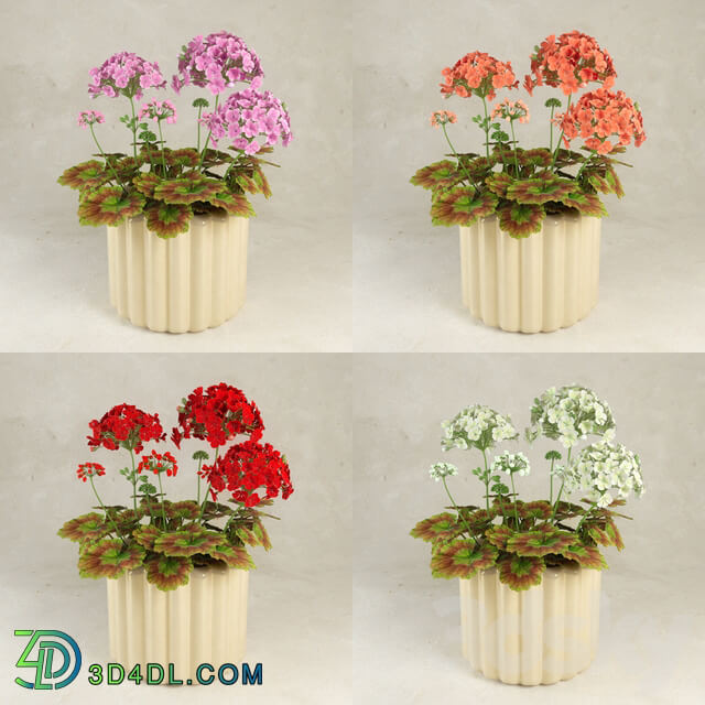 Geranium Pelargonium 3D Models