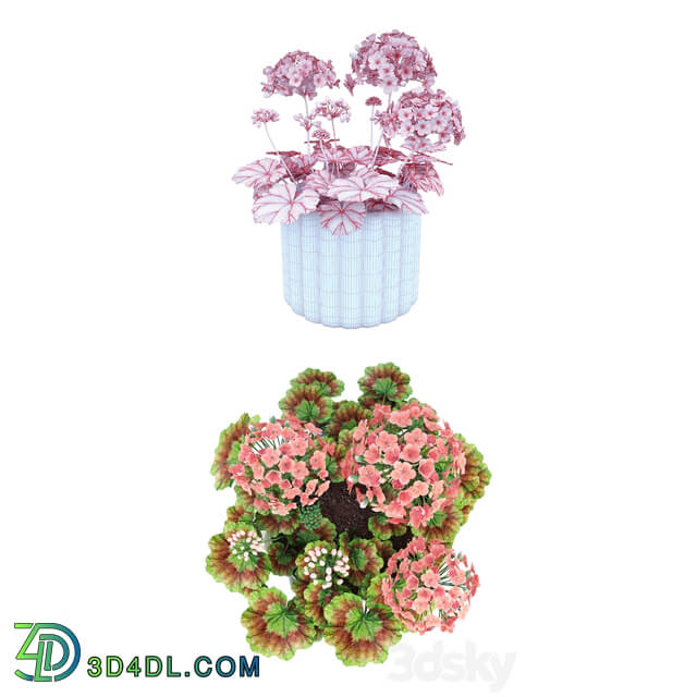 Geranium Pelargonium 3D Models