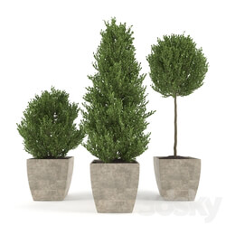 Boxwood Set 1 3D Models 