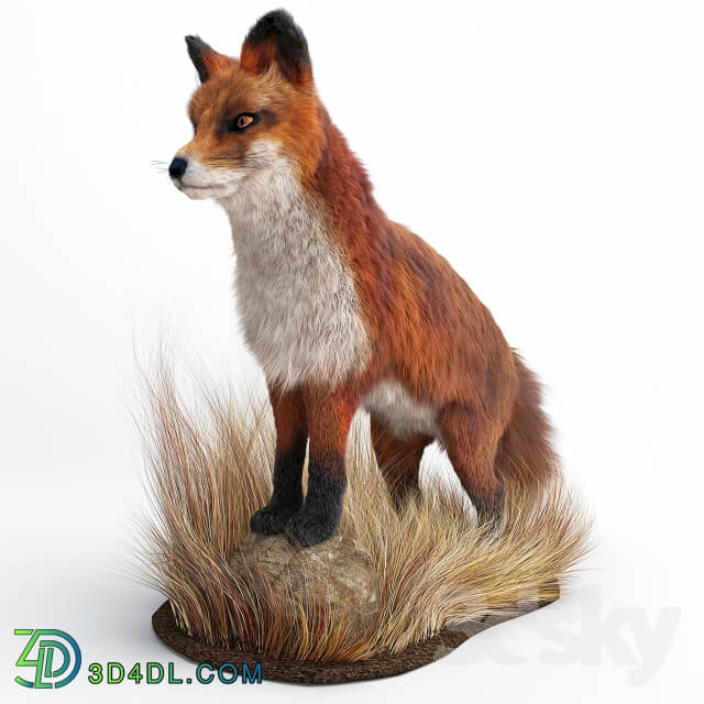 A Fox