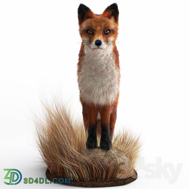 A Fox