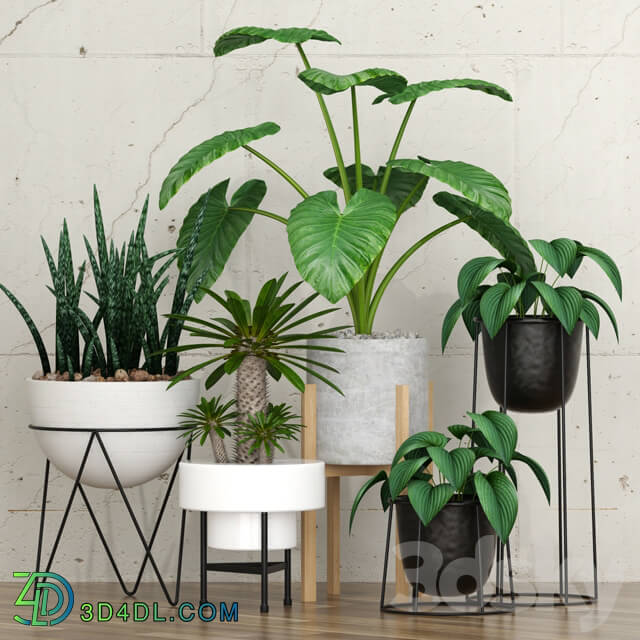 Potted plants 09 3D Models