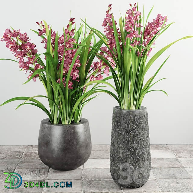 Cymbidium Orchid 3D Models