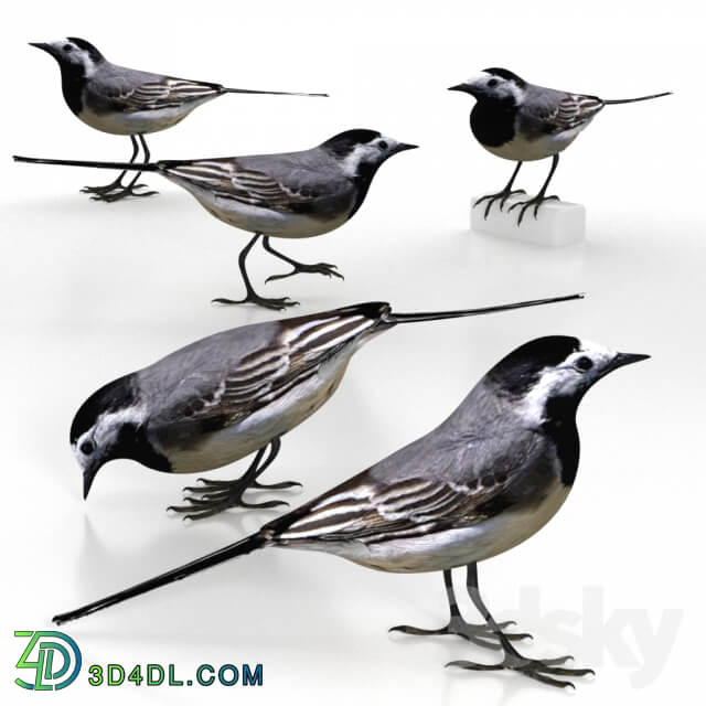 White Wagtail bird 