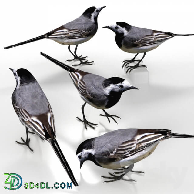 White Wagtail bird 