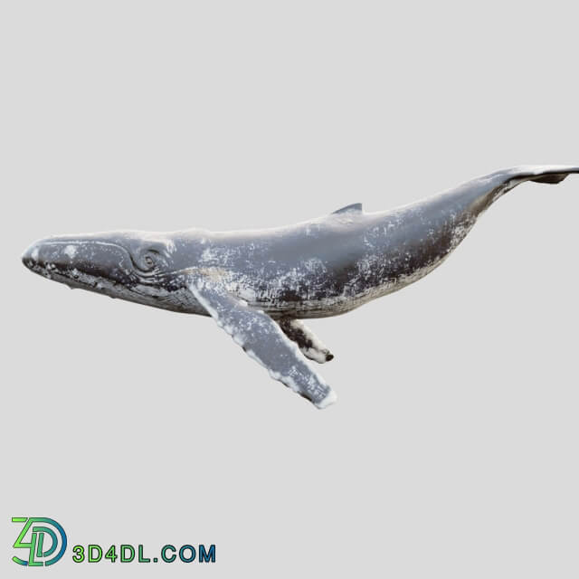 Gray whale