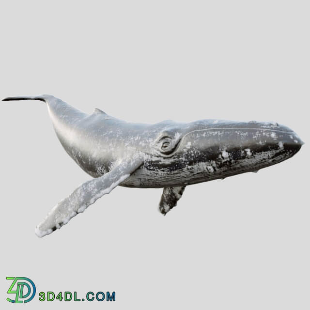 Gray whale