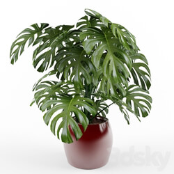 Monstera 3D Models 