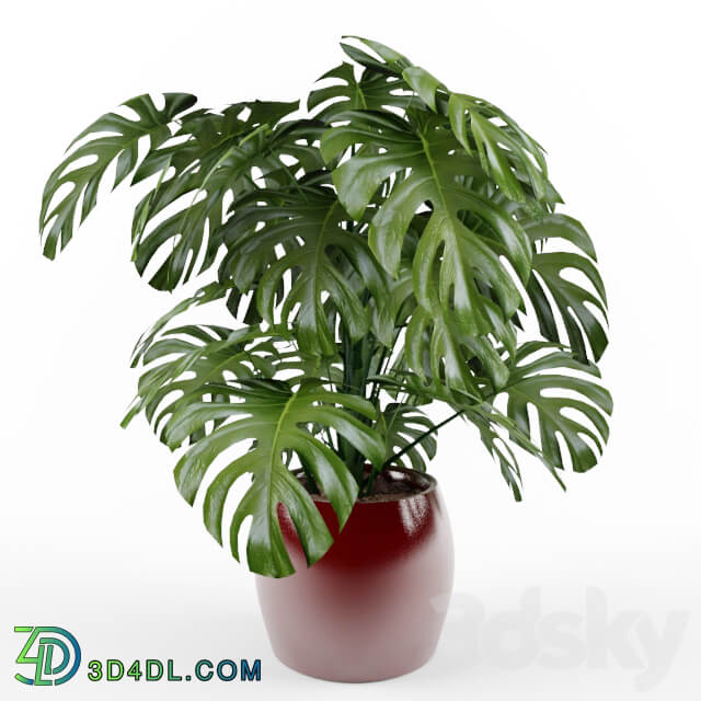 Monstera 3D Models