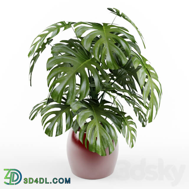 Monstera 3D Models