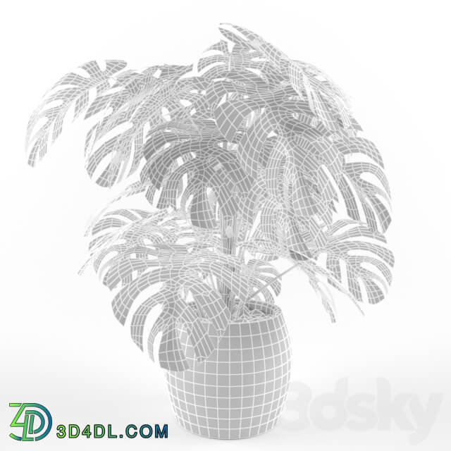 Monstera 3D Models