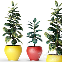 Collection of plants in pots 6 ficus flower pot tree 3D Models 