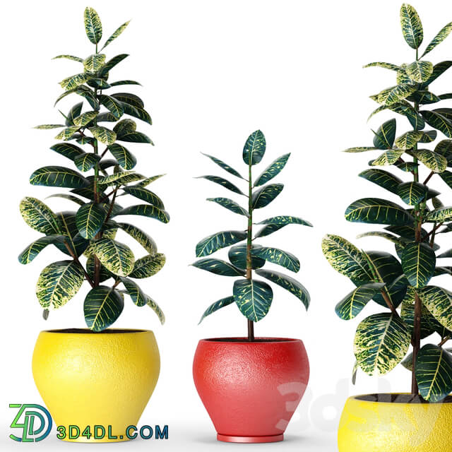 Collection of plants in pots 6 ficus flower pot tree 3D Models