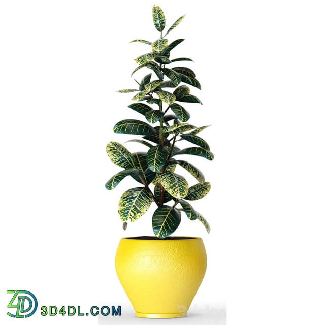 Collection of plants in pots 6 ficus flower pot tree 3D Models