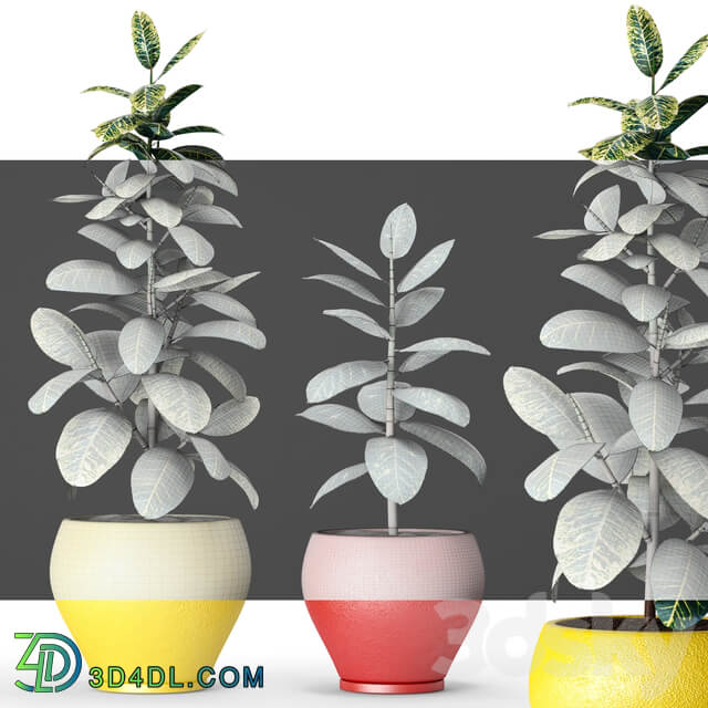 Collection of plants in pots 6 ficus flower pot tree 3D Models