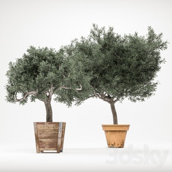 Plant 2 OliveTree 3D Models 