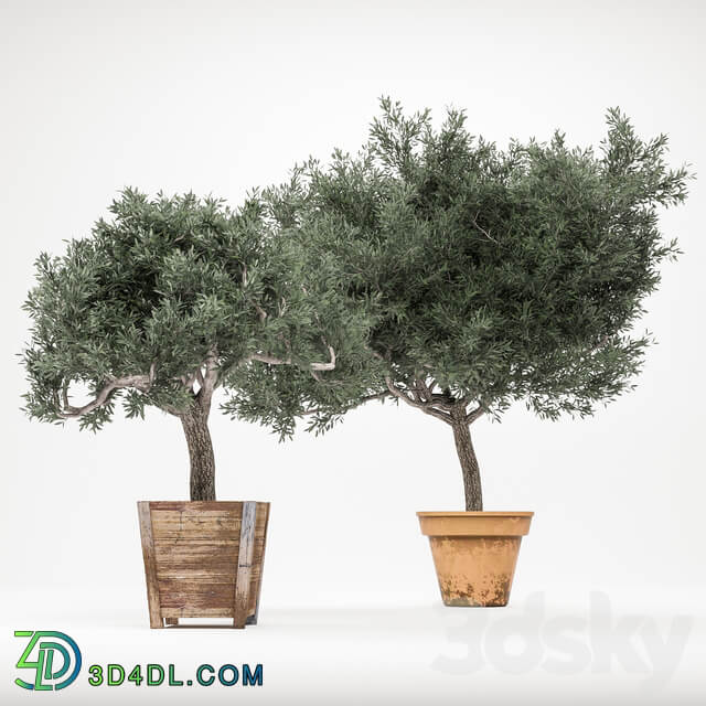 Plant 2 OliveTree 3D Models