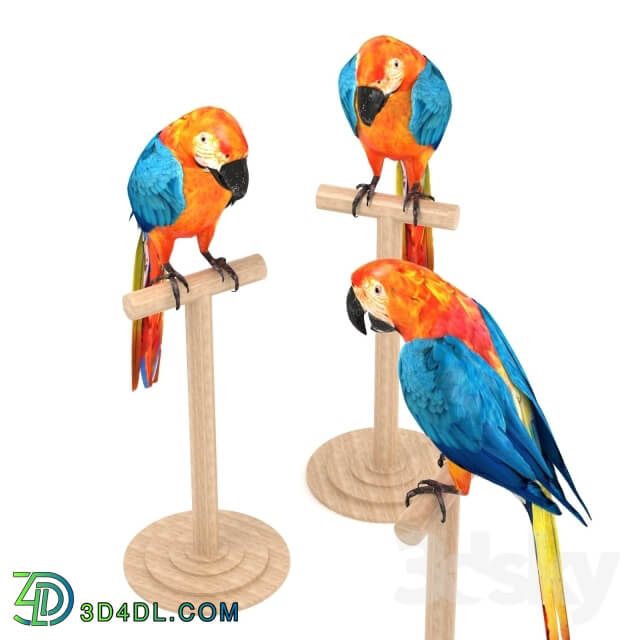 Macaw