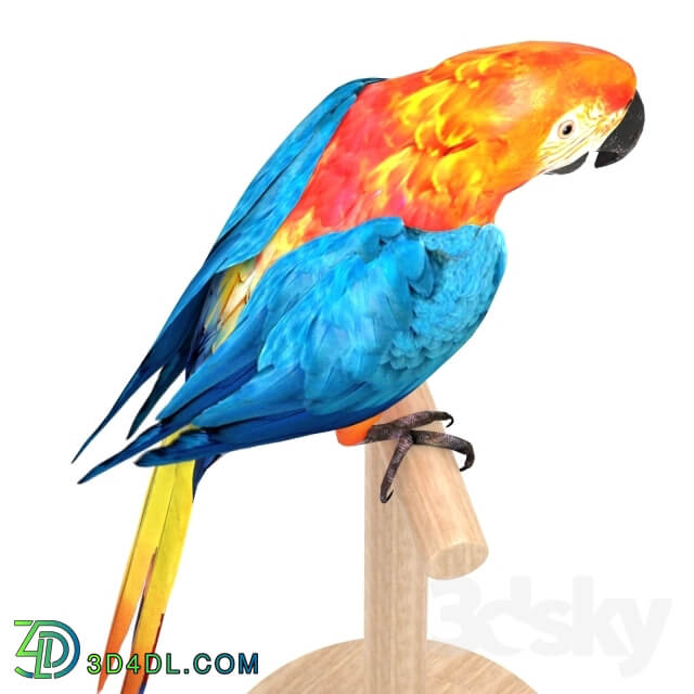 Macaw