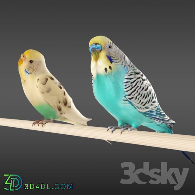 Budgies