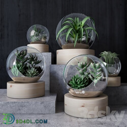 Florarium 3D Models 