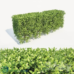 Buxus Sempervirens hedge 70cm 