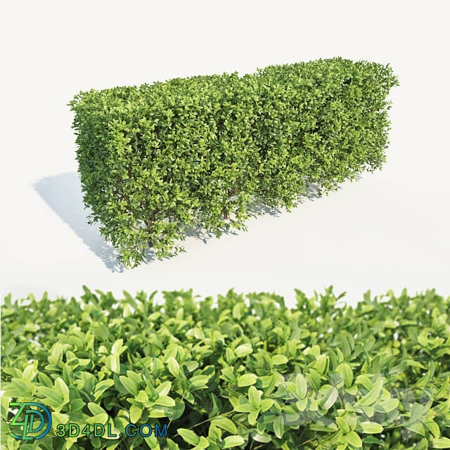 Buxus Sempervirens hedge 70cm