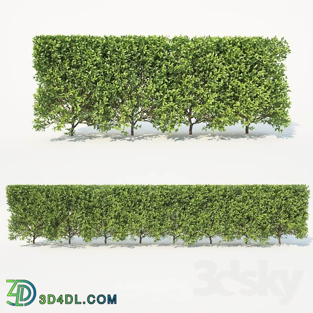 Buxus Sempervirens hedge 70cm