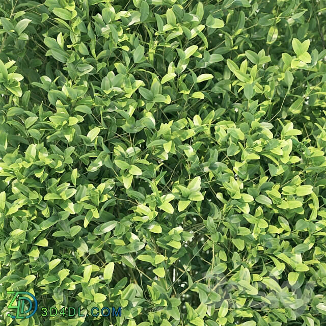 Buxus Sempervirens hedge 70cm