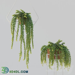 Donleytail Burrostail succulent hanging 3D Models 