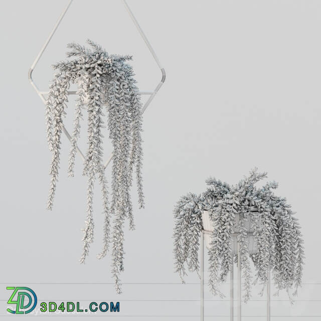 Donleytail Burrostail succulent hanging 3D Models