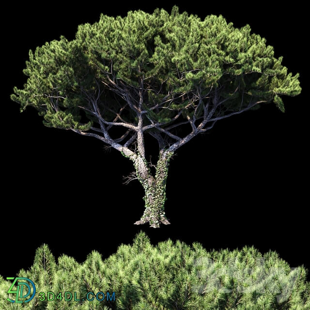 Pinia Italian Pine 