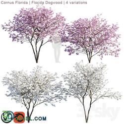 Cornus florida Florida Dogwood 4 variations 