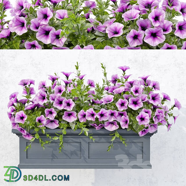 Lilac Petunia